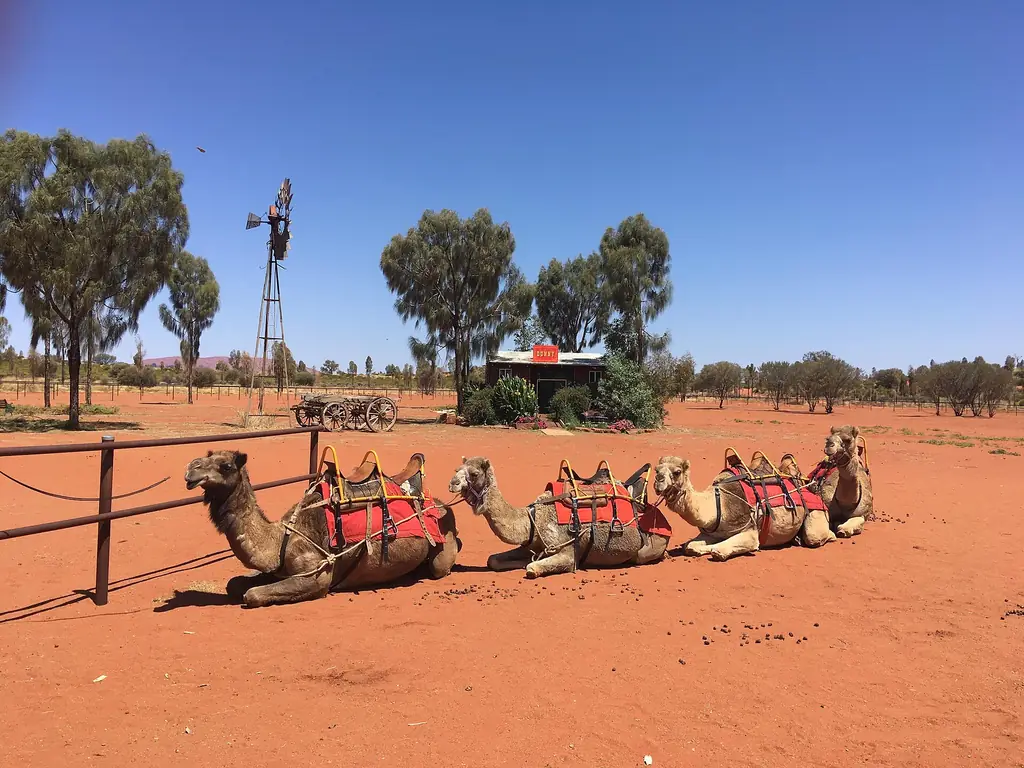 Camels at the Uluru camel farm near Yulara
