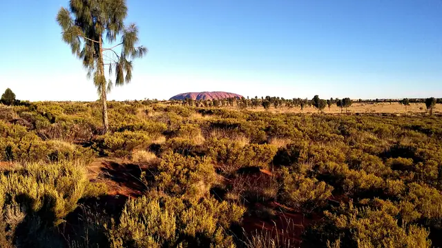 View over Uluru-Kata Tjuta National Park from the camel tour area