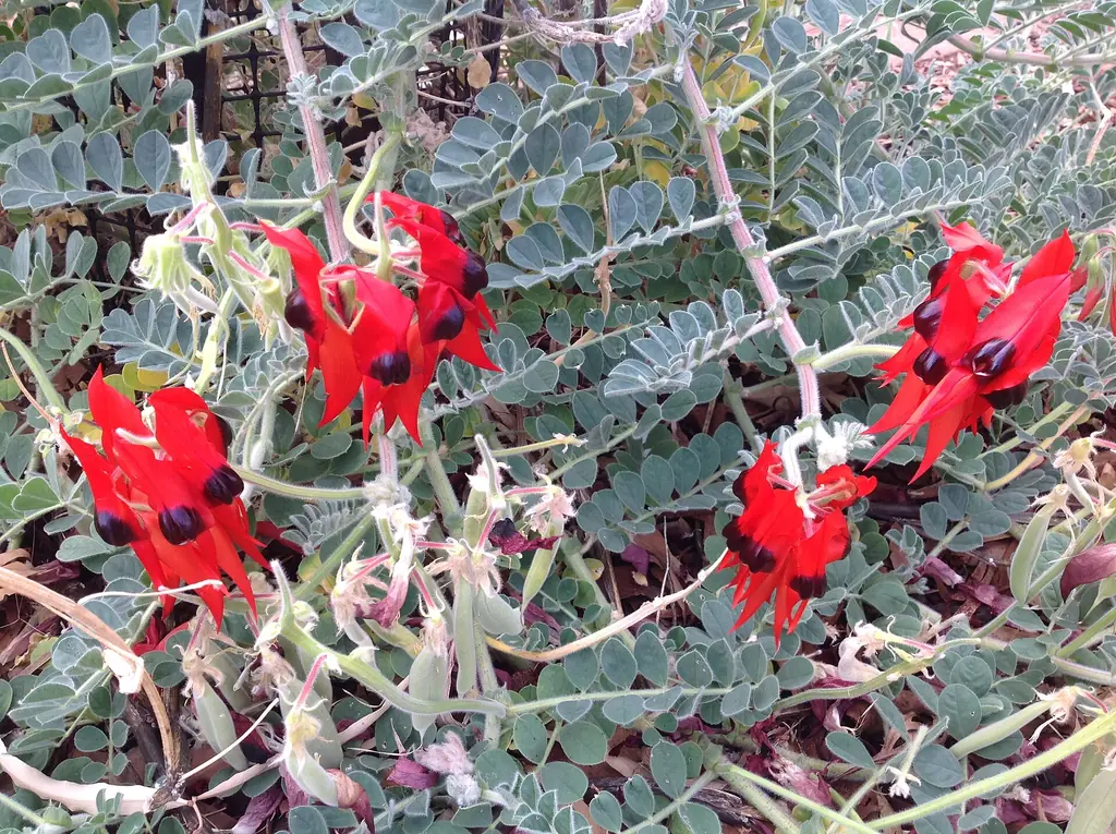 Sturt's desert pea flowering in Yulara