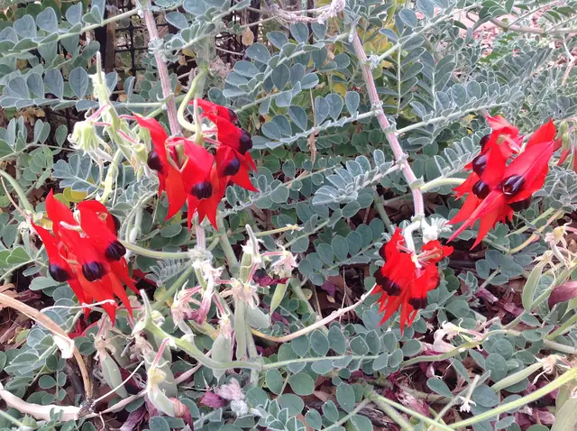 Sturt's desert pea flowering in Yulara