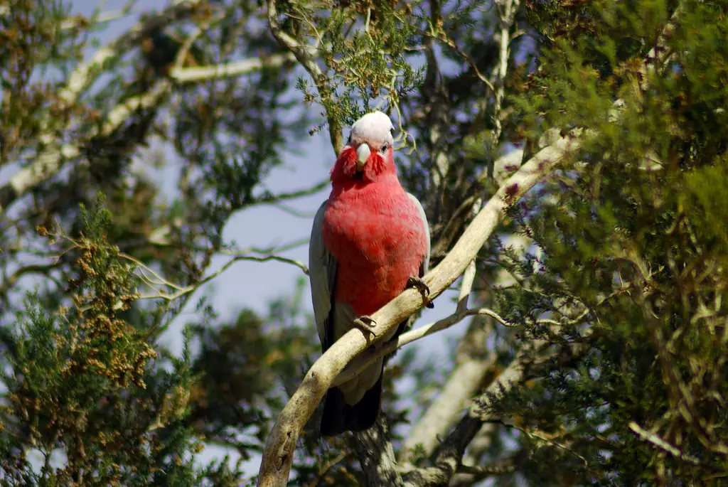 A galah perched in Yulara