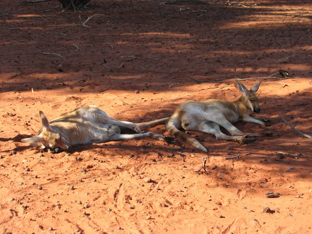 Red kangaroos resting in the Red Centre