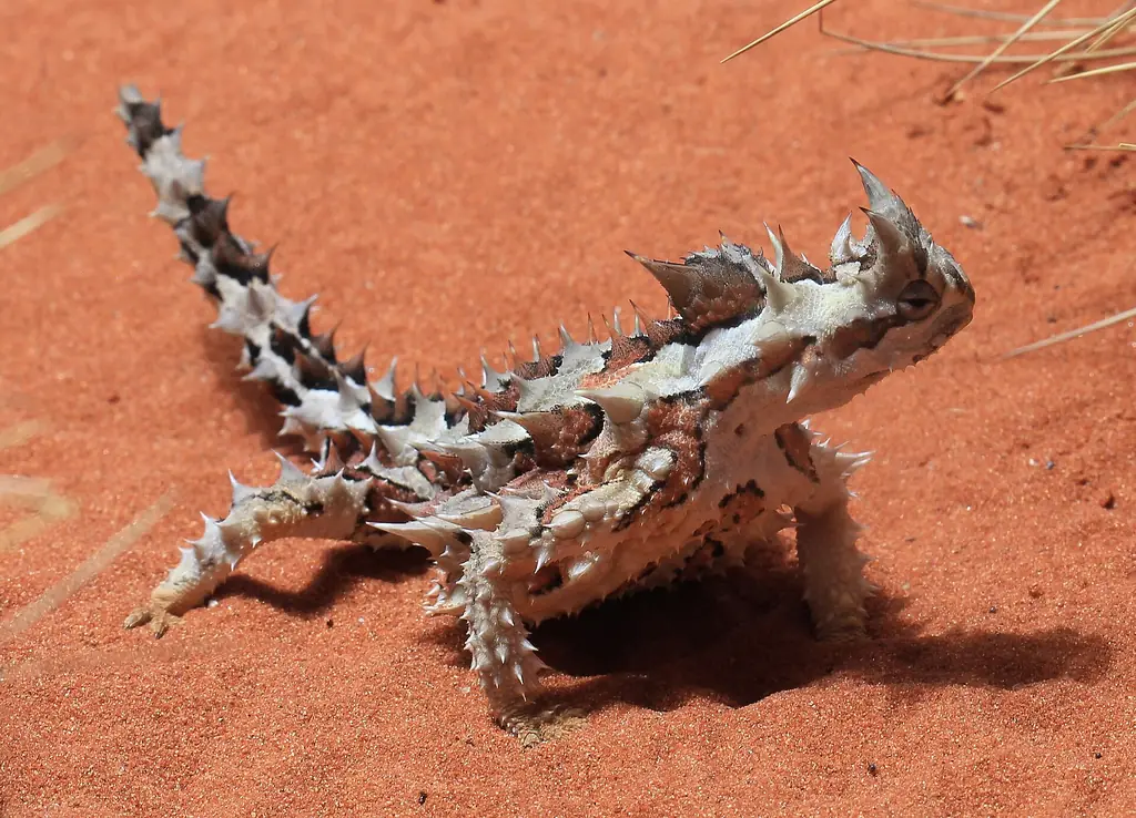 A thorny devil lizard, a Central Australian desert reptile