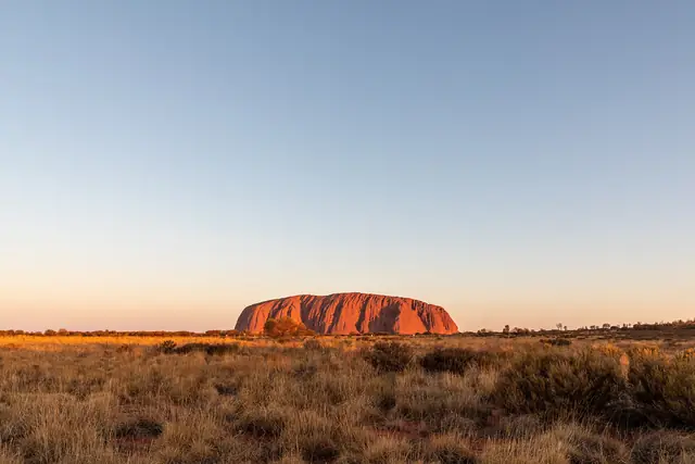 Wide view of Uluru across spinifex and desert oaks